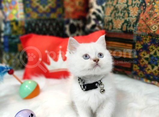 Top Kafa Efsane British Shorthair Oyuncu Yavrumuz