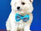 Maltese Bebekler