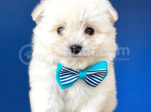 Maltese Bebekler görsel