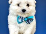 Maltese Bebekler