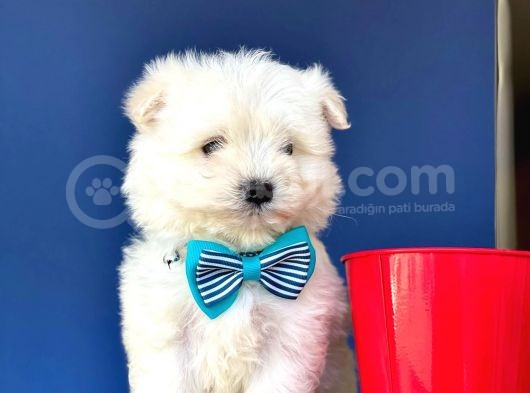 Maltese Bebekler