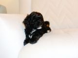 Black Maltipoo Yavrularımız Ev Üretimi