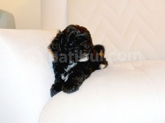 Black Maltipoo Yavrularımız Ev Üretimi görsel