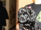 Black Maltipoo Yavrularımız Ev Üretimi