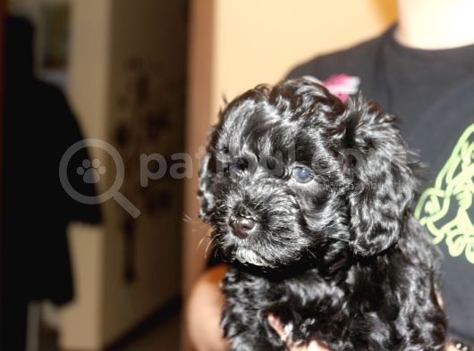 Black Maltipoo Yavrularımız Ev Üretimi görsel