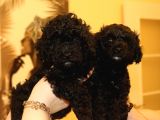 Black Maltipoo Yavrularımız Ev Üretimi