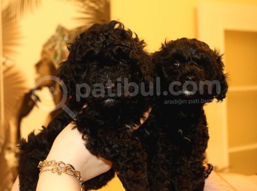 Black Maltipoo Yavrularımız Ev Üretimi görsel