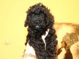 Black Maltipoo Yavrularımız Ev Üretimi