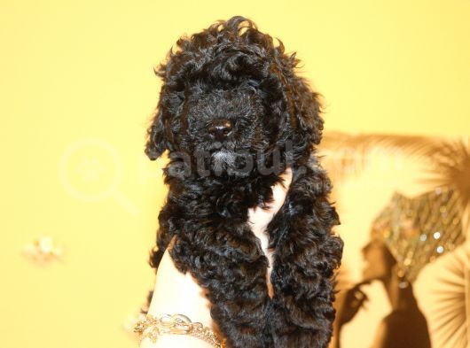 Black Maltipoo Yavrularımız Ev Üretimi görsel
