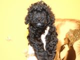 Black Maltipoo Yavrularımız Ev Üretimi