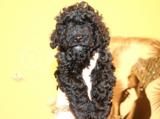 Black Maltipoo Yavrularımız Ev Üretimi görsel