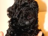 Black Maltipoo Yavrularımız Ev Üretimi