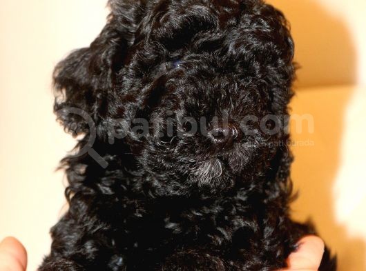 Black Maltipoo Yavrularımız Ev Üretimi görsel
