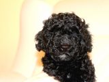 Black Maltipoo Yavrularımız Ev Üretimi