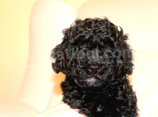 Black Maltipoo Yavrularımız Ev Üretimi görsel