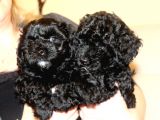 Black Maltipoo Yavrularımız Ev Üretimi