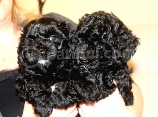 Black Maltipoo Yavrularımız Ev Üretimi görsel