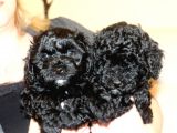 Black Maltipoo Yavrularımız Ev Üretimi