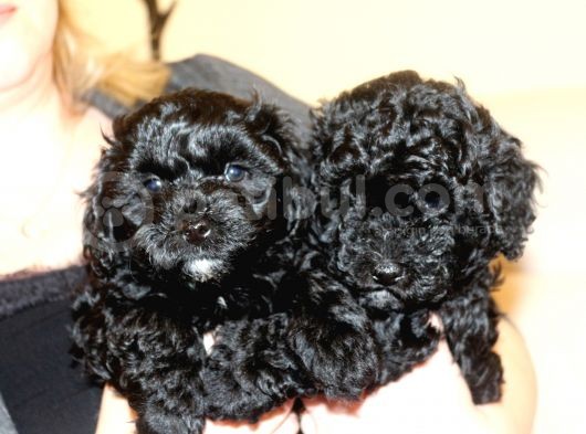 Black Maltipoo Yavrularımız Ev Üretimi görsel