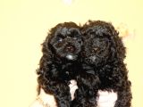 Black Maltipoo Yavrularımız Ev üretimi