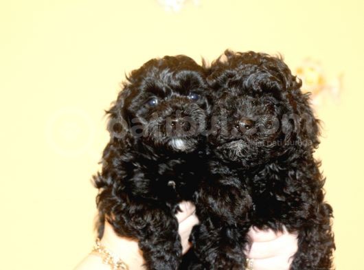 Black Maltipoo Yavrularımız Ev Üretimi