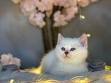 Ocean Blue Eyes Bri̇ti̇sh Shorthai̇r Si̇lver Shaded