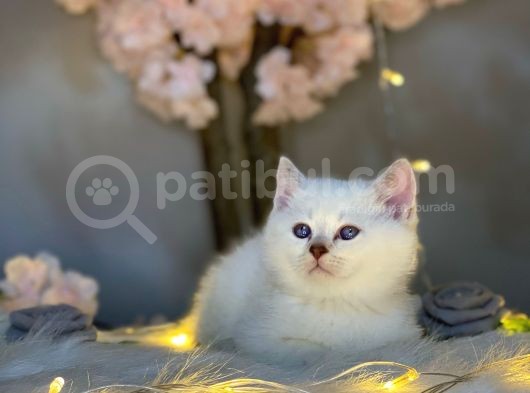 Ocean Blue Eyes Bri̇ti̇sh Shorthai̇r Si̇lver Shaded görsel