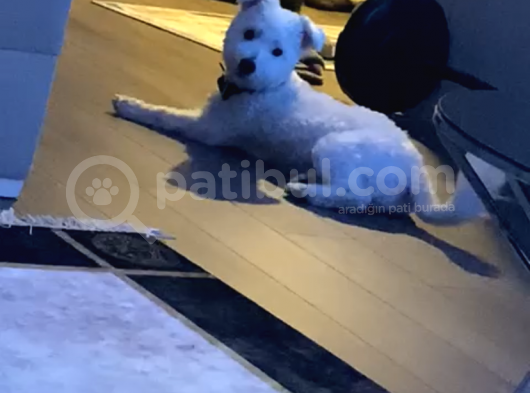 10 Aylık Çok Akıllı görsel