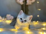 Show Class Bri̇ti̇sh Shorthai̇r Si̇lver Tabby