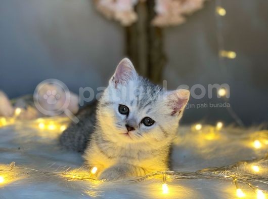 Show Class Bri̇ti̇sh Shorthai̇r Si̇lver Tabby