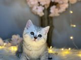 Show Class Bri̇ti̇sh Shorthai̇r Si̇lver Tabby