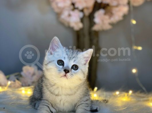 Show Class Bri̇ti̇sh Shorthai̇r Si̇lver Tabby görsel