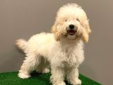 7 Aylık Dişi Apricot Poodle Yavrumuz