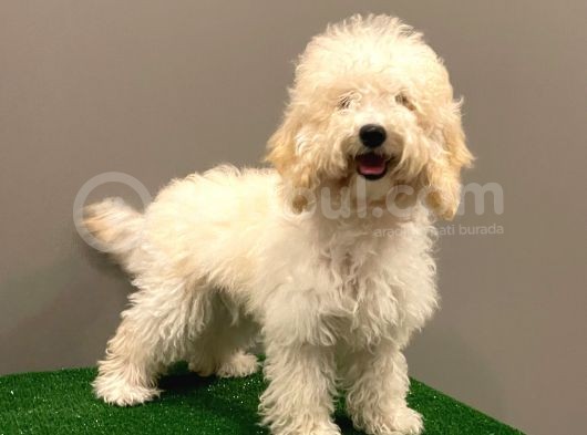 7 Aylık Dişi Apricot Poodle Yavrumuz görsel