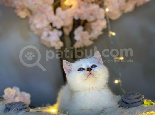 Ocean Blue Eyes Bri̇ti̇sh Shorthai̇r Si̇lver Shaded görsel