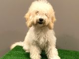 7 Aylık Dişi Apricot Poodle Yavrumuz