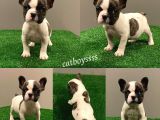 Sevimli French Bulldog Dişi Yavrumuz