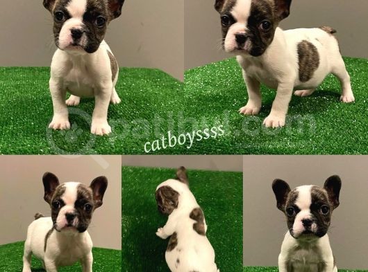 Sevimli French Bulldog Dişi Yavrumuz görsel