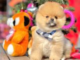 Safkan Teddy Surat Pomeranian Boo Yavrularımız