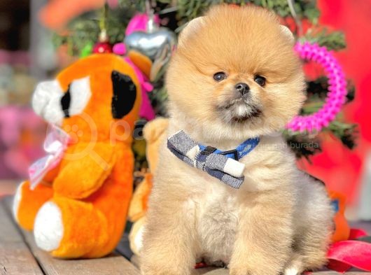Safkan Teddy Surat Pomeranian Boo Yavrularımız görsel
