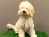 7 Aylık Dişi Apricot Poodle Yavrumuz
