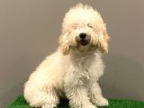 7 Aylık Dişi Apricot Poodle Yavrumuz