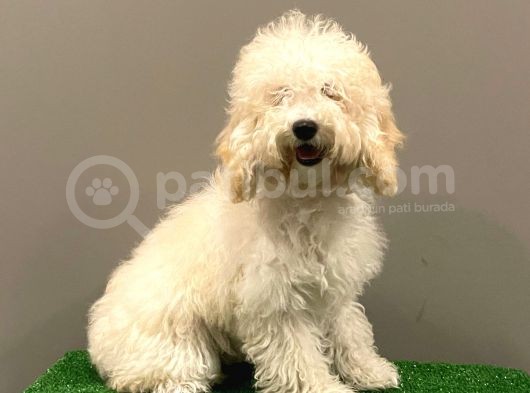 7 Aylık Dişi Apricot Poodle Yavrumuz görsel