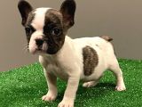 Sevimli French Bulldog Dişi Yavrumuz