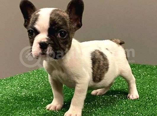 Sevimli French Bulldog Dişi Yavrumuz görsel