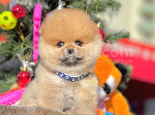 Safkan Teddy Surat Pomeranian Boo Yavrularımız görsel