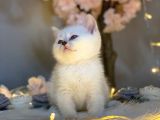Blue Eyes Bri̇ti̇sh Shorthai̇r Si̇lver Shaded