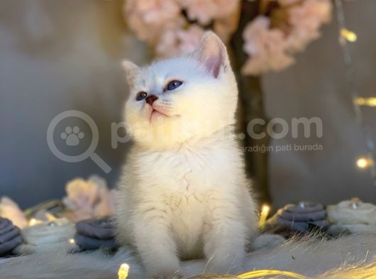 Blue Eyes Bri̇ti̇sh Shorthai̇r Si̇lver Shaded görsel