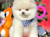 Safkan Teddy Surat Pomeranian Boo Yavrularımız
