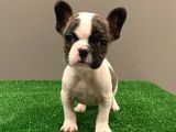 Sevimli French Bulldog Dişi Yavrumuz